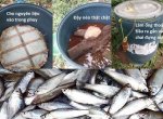 Men vi sinh ủ phân cá- Một giải pháp tối ưu cho người nông dân