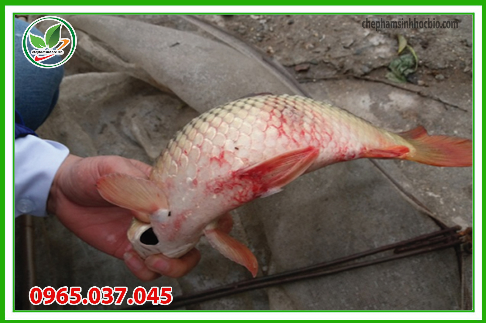 Cá bị xuất huyết biểu hiện rõ trên thân cá