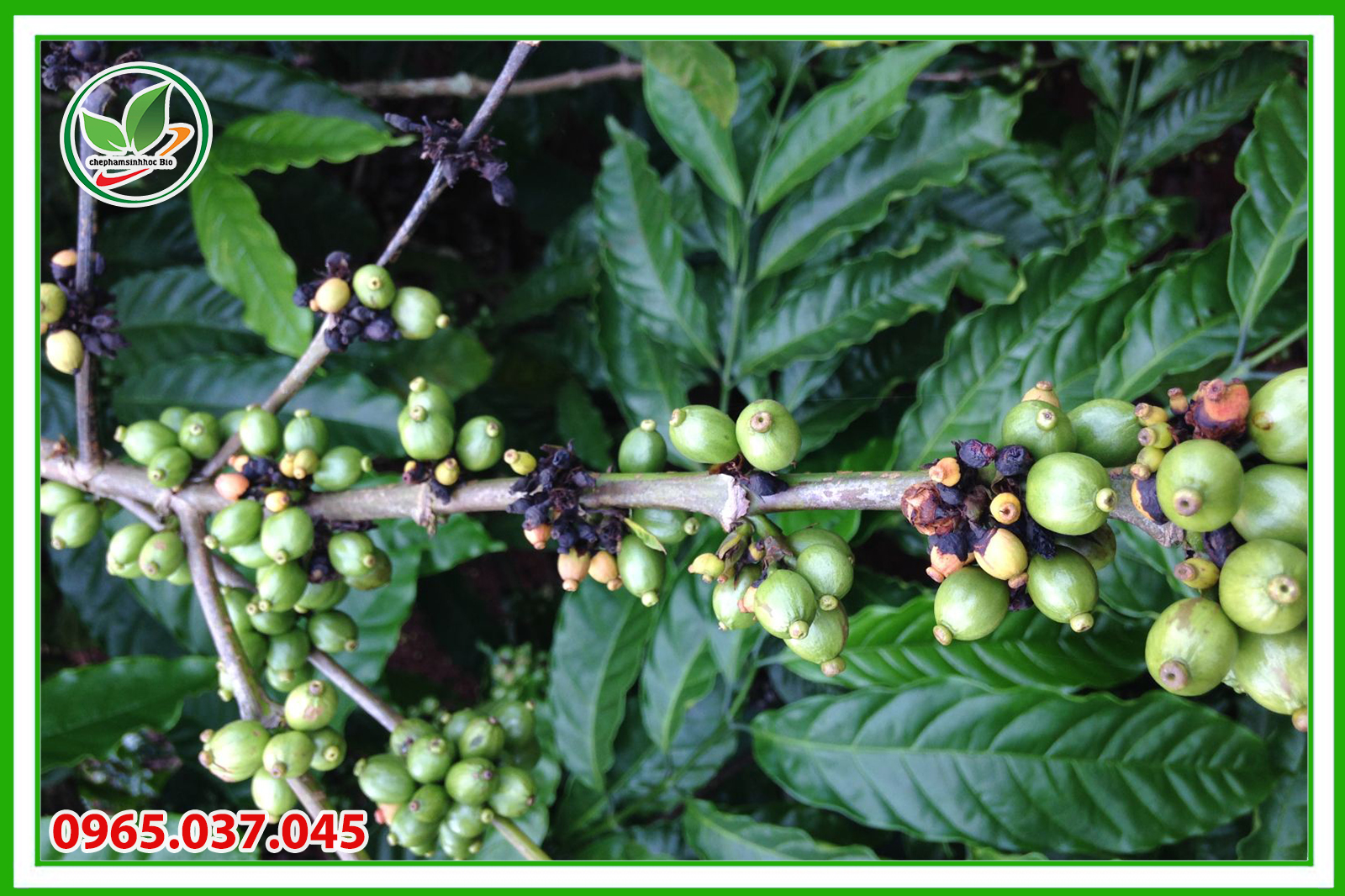 Cây cà phê được trồng nhiều ở nước ta