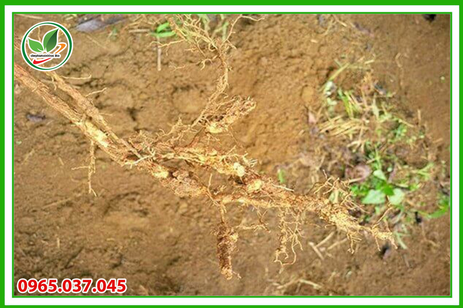 Trồng luân canh các loại cây khác nhau để ngăn ngừa sự phát triển và lây lan của tuyến trùng rễ