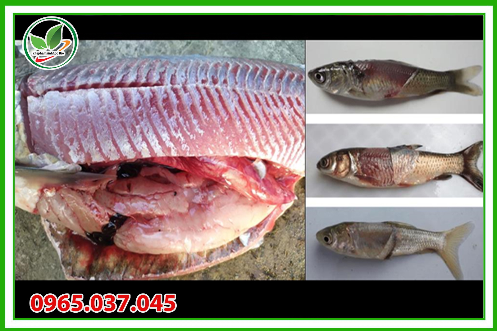 Nhiều loại cá cũng có nguy cơ bị xuất huyết trên thân
