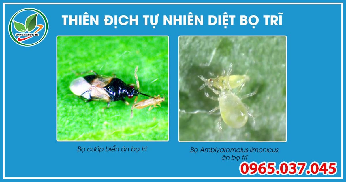 Những loại côn trùng có lợi có khả năng ăn trứng và bọ trĩ trưởng thành.