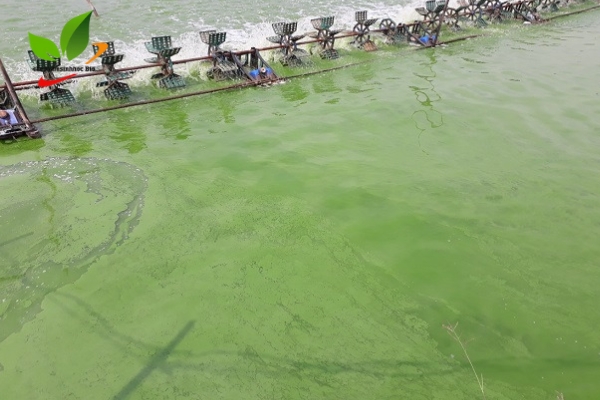 Ao nuôi tôm chuyển màu xanh vì tảo đóng dày