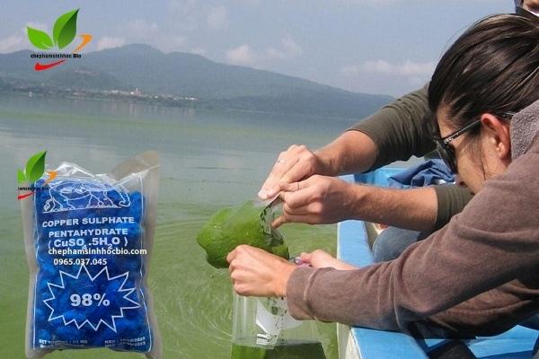 Hồ nuôi tôm cần được làm sạch tảo