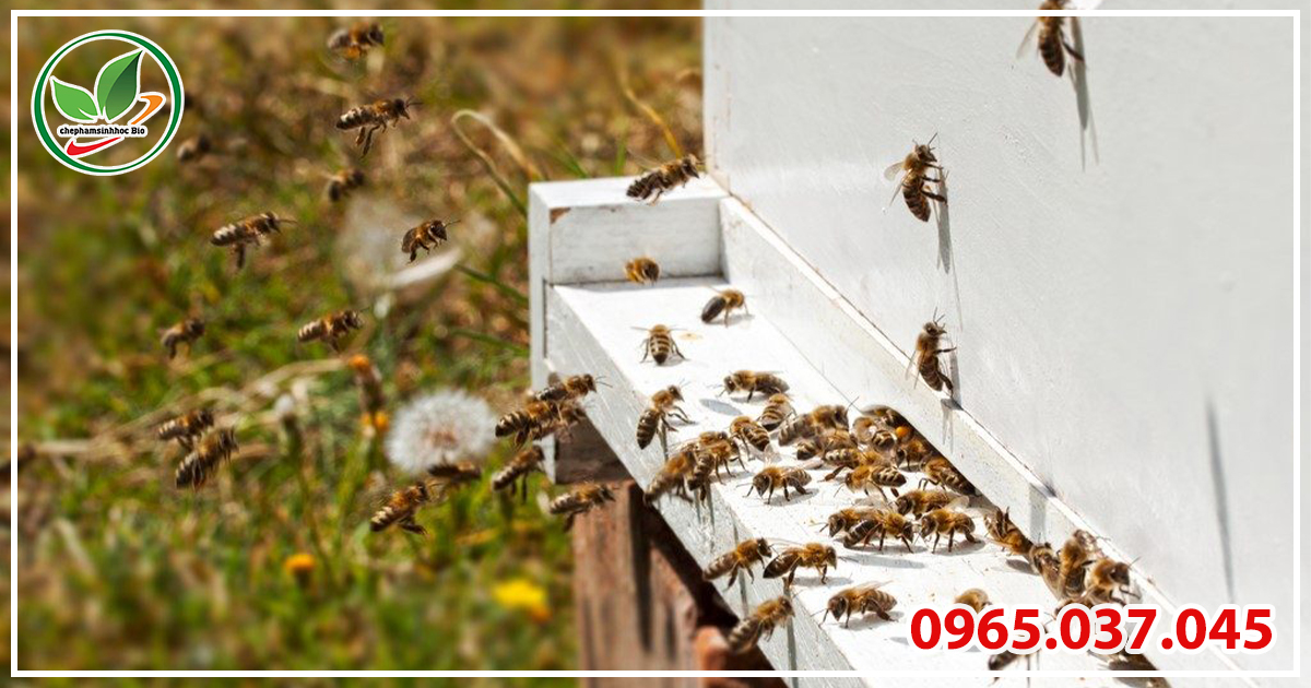 Một số loại côn trùng có ích như kiến vàng, ong bắp cò,... có thể tiêu diệt rệp sáp hiệu quả