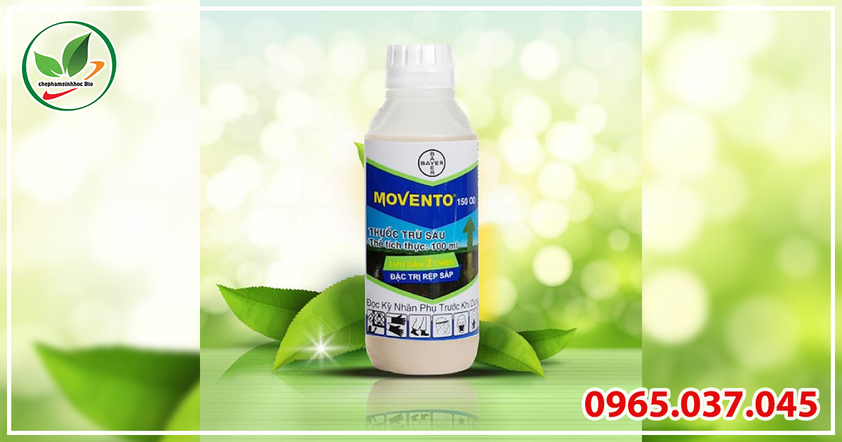 Movento 150 OD có tác dụng tiêu diệt rệp sáp từ bên trong và bên ngoài