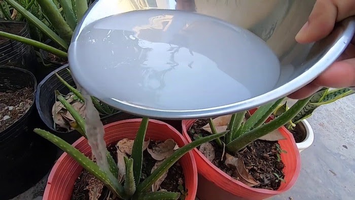 Cách ủ nước vo gạo tưới cây không phải ai cũng biết