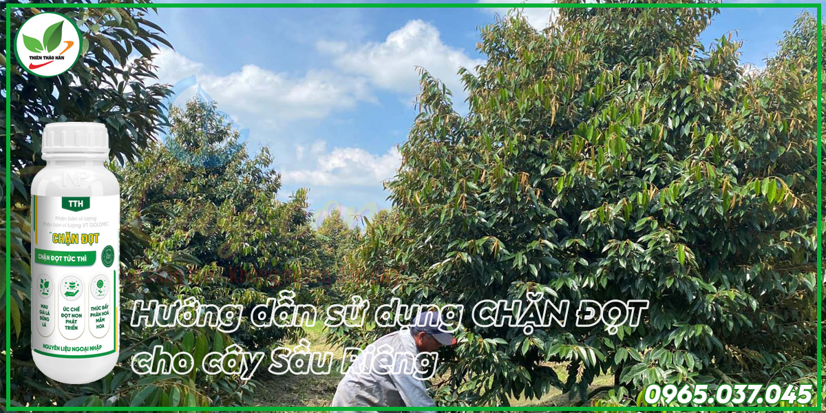 hướng dẫn cách chặn đọt sầu riêng