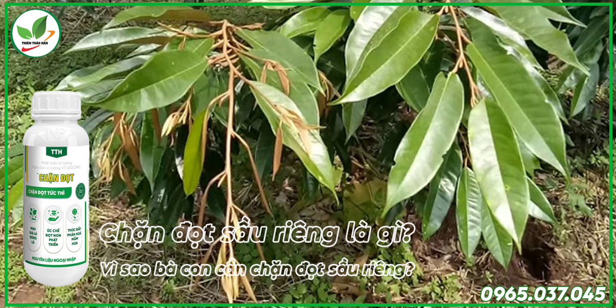 chặn đọt sầu riêng