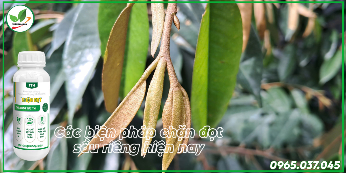 các biện pháp chặn đọt sầu riêng