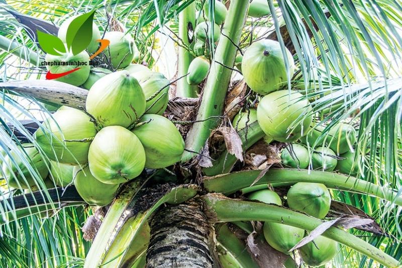 Cây dừa là loài cây có nhiều lợi ích cho con người