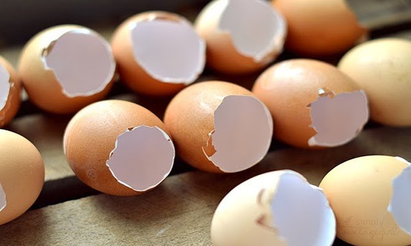 Cách làm vỏ trứng bón cây