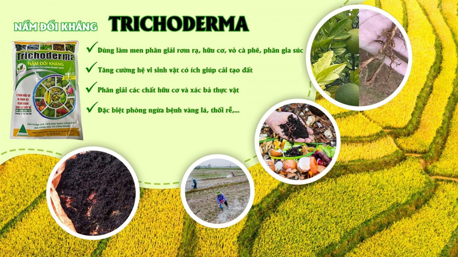 Nâm Trichoderma được dùng cho cây trồng