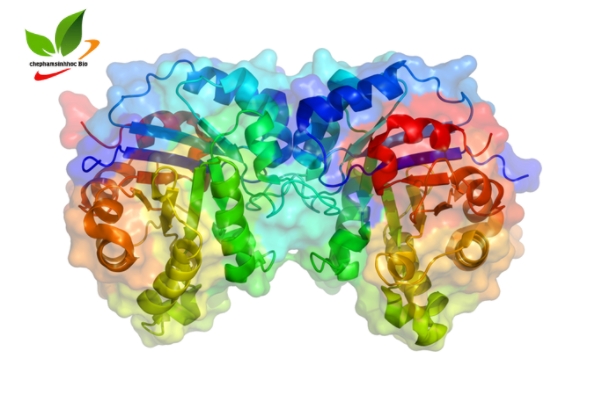 Hình ảnh minh họa chất enzyme protease