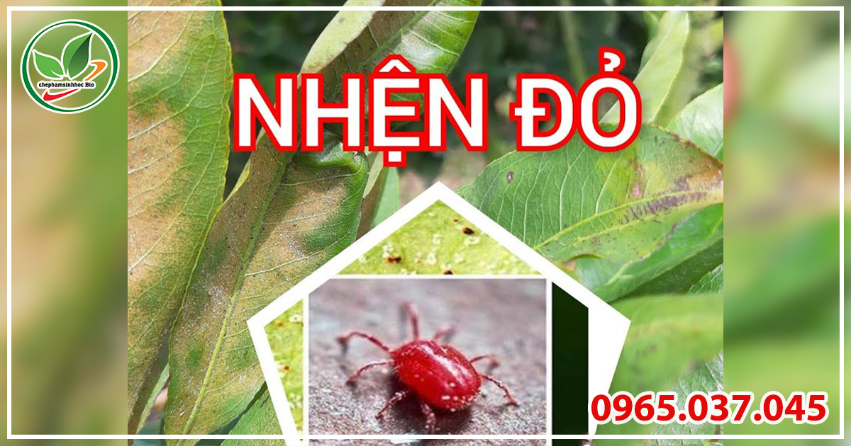 Nhện đỏ có khả năng tàn phá mạnh, chúng bám trên mặt lá hút nhựa