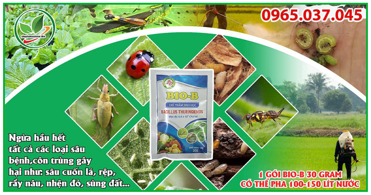 Chế phẩm sinh học Bio B được dùng để phòng và trừ các loại rầy, bọ cánh cứng, bọ trĩ, nhện đỏ...