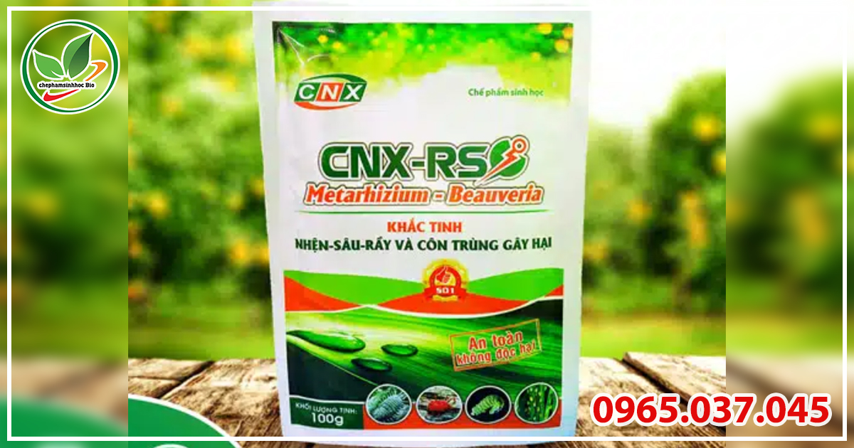 Cách trị con sùng đất sinh học Nấm xanh 