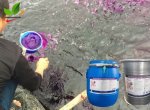 Cách sử dụng thuốc tím trong nuôi trồng tôm cá thủy sản