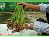 Tuyến trùng hại rễ lúa - Dùng thuốc trị tuyến trùng rễ lúa như thế nào?