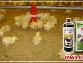 Cách làm đệm lót sinh học chăn nuôi gà nhanh chóng hiệu quả