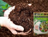 Hướng dẫn cách ủ trấu bằng nấm trichoderma đơn giản nhất