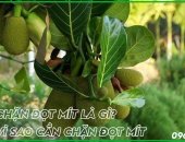 Kỹ thuật chặn đọt mít đúng cách giúp giữ trái, hạn chế xơ múi và nâng cao giá bán