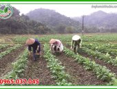 Các loại rau dễ trồng mùa mưa mang lại lợi ích kinh tế cho nhà nông