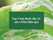 Top 5 loại thuốc đặc trị sâu vẽ bùa hiệu quả