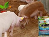 Xử lý chất thải trong chăn nuôi lợn (heo) bằng chế phẩm sinh học