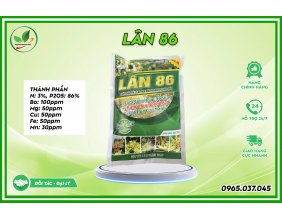 Lân 86 kích hoa nghịch mùa, tạo mầm hoa cực mạnh