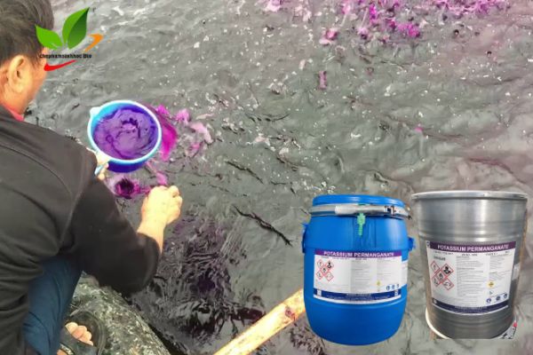 Có cần tắt hệ thống bơm nước khi sử dụng thuốc tím cho cá không?

