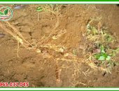 Tuyến trùng rễ là gì? Có mấy giải pháp xử lý tuyến trùng rễ? 