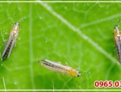 5 loại thuốc đặc trị bọ trĩ hiệu quả cho cây trồng