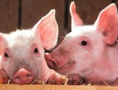 Cẩm nang hướng dẫn cách ủ thức ăn cho lợn trọn bí quyết