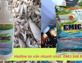 Cách ủ phân cá không mùi hôi nhờ chế phẩm vi sinh EM (EMC gốc)