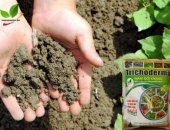Xử lý đất bằng Trichoderma cực tốt cho cây trồng ai cũng nên biết